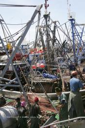 Image du Maroc Professionnelle de  Le système de la chaîne humaine pour vider la cale du bateau remplie de poissons encore vivat ! Les ouvriers s'activent énergiquement sans perdre de temps à faire passer de l’un à l’autre le panier en plastique rempli de sardines vivantes, cette dynamique dans le but de conserver la sardine toute fraîche durant l’opération de débarquement au Port de Laayoune, Lundi 8 Mars 2010. (Photo / Abdeljalil Bounhar)